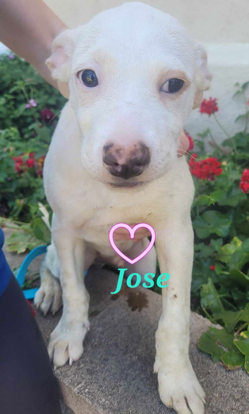 Jose