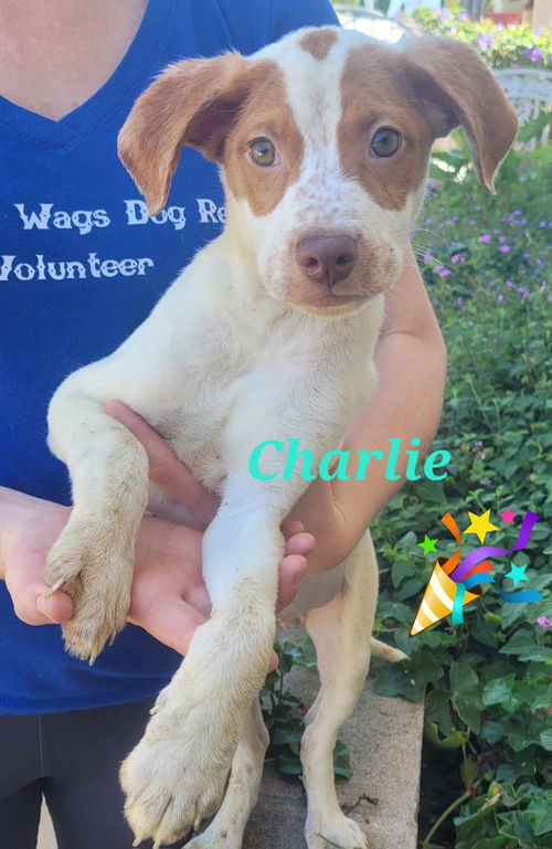 Charlie