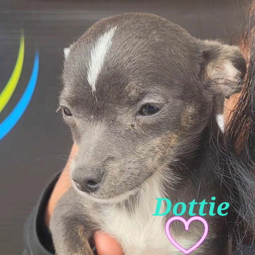 Dottie