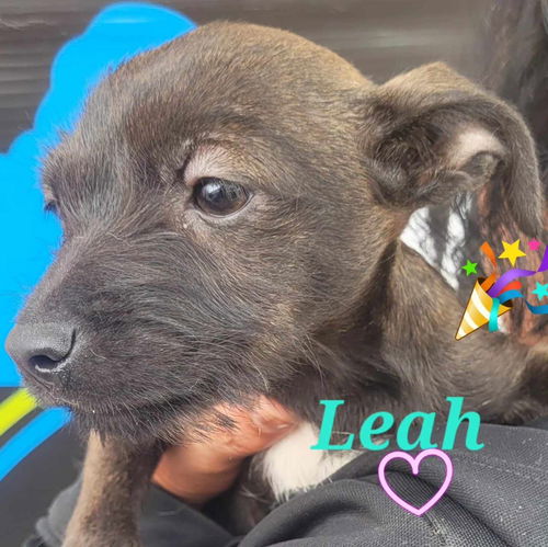 Leah