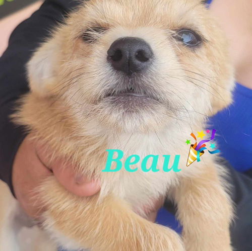 Beau