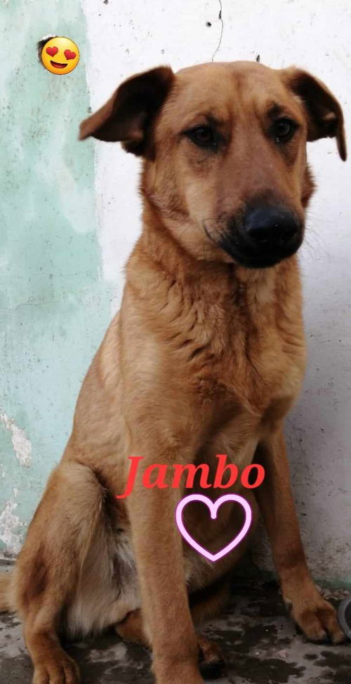 Jambo