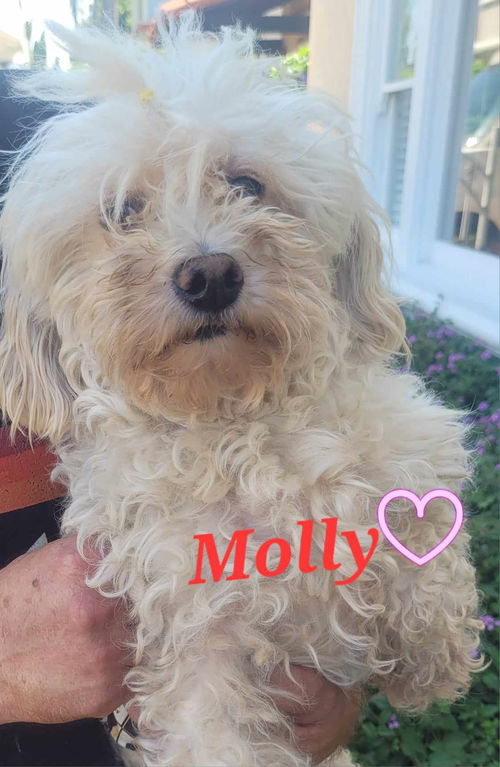 Molly