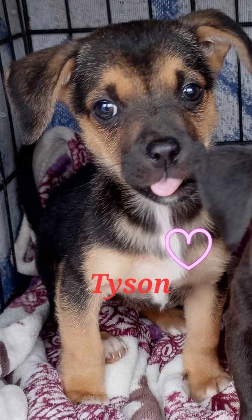 Tyson