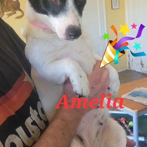 Amelia