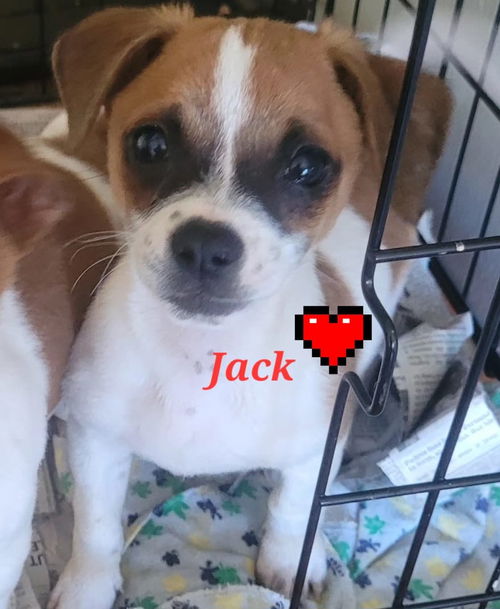 Jack