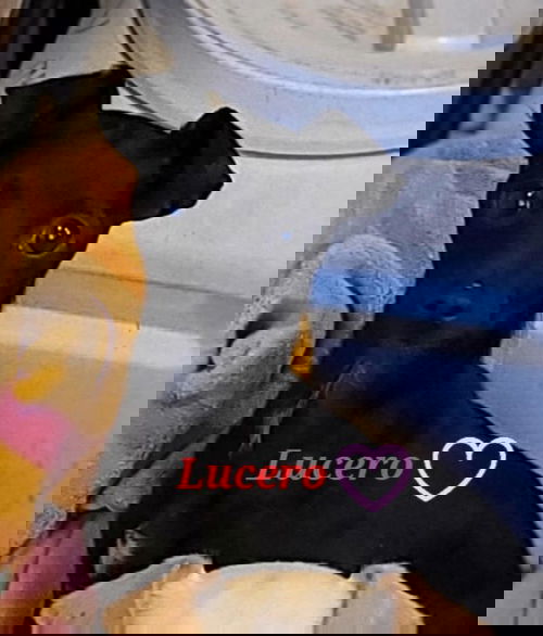 Lucero