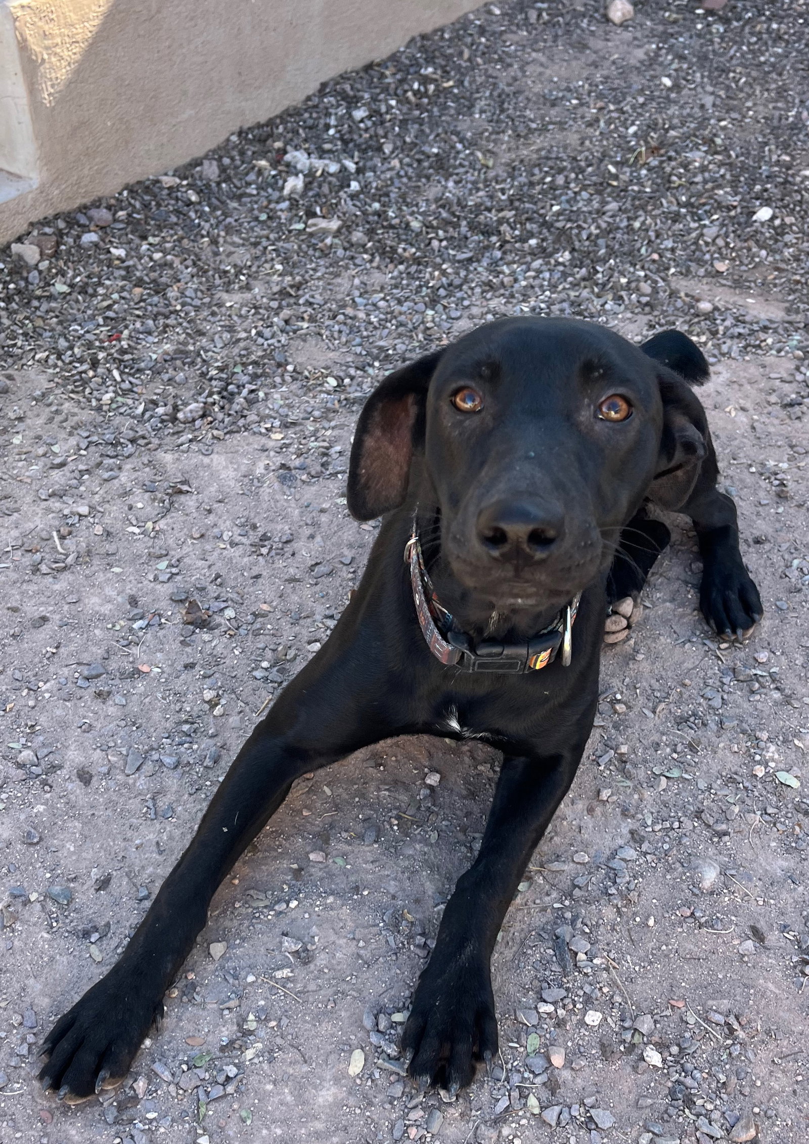 Dog for Adoption Cricket, a Labrador Retriever in Del Mar, CA Alpha Paw