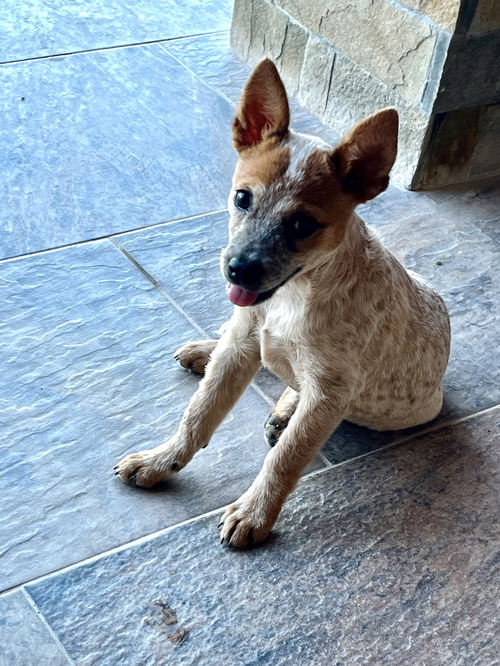 Frida