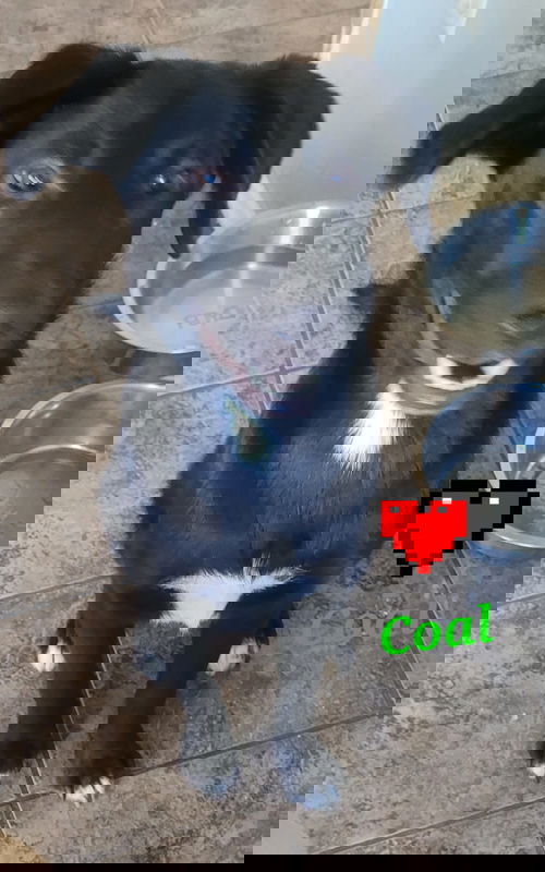 Coal