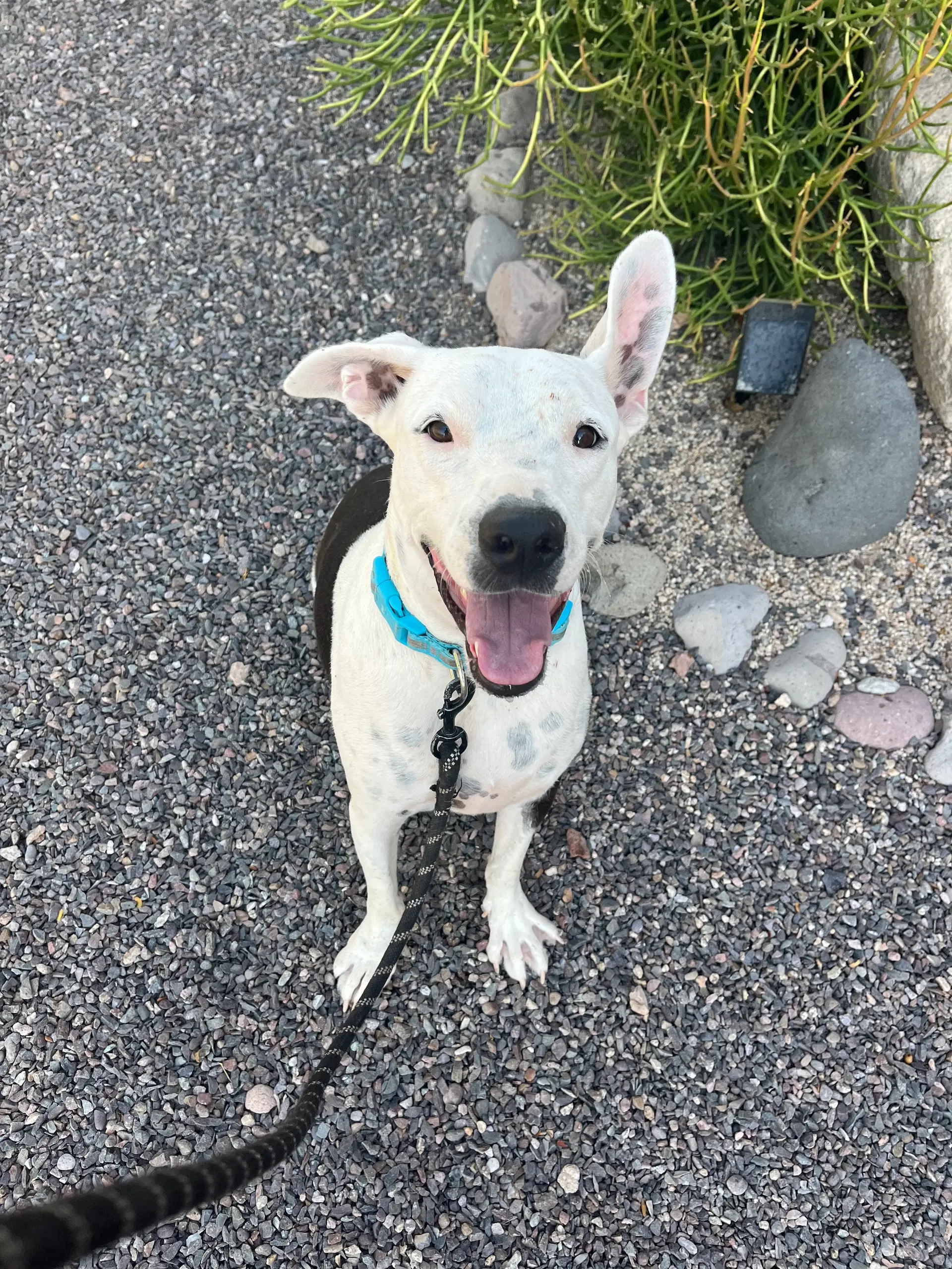 Simon - Terrier