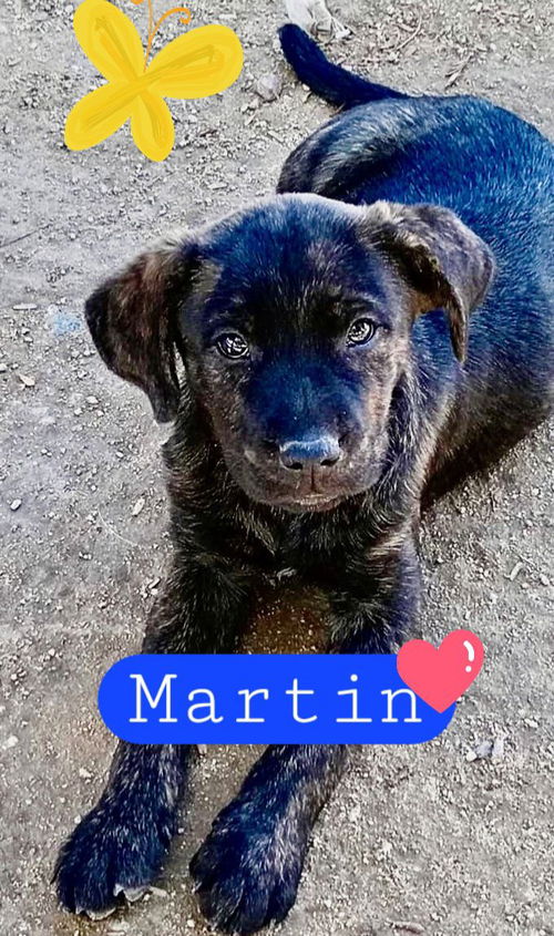 Martin