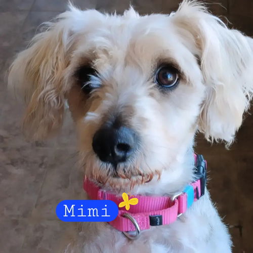 Mimi