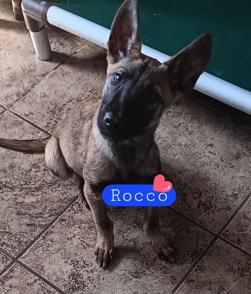 Rocco