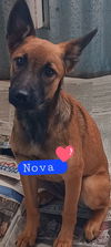 Nova