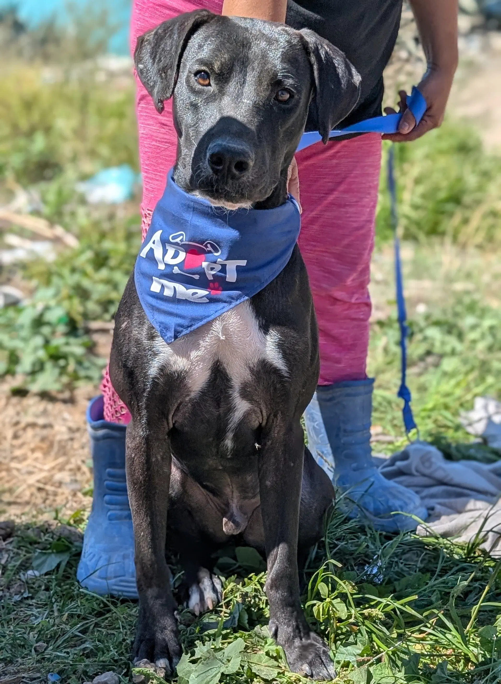 Pancho - Labrador Retriever