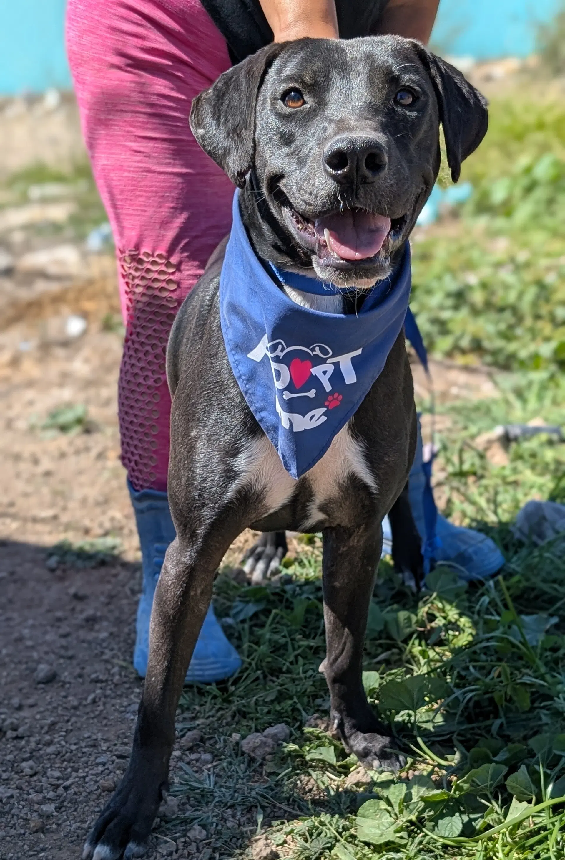 Pancho image 2