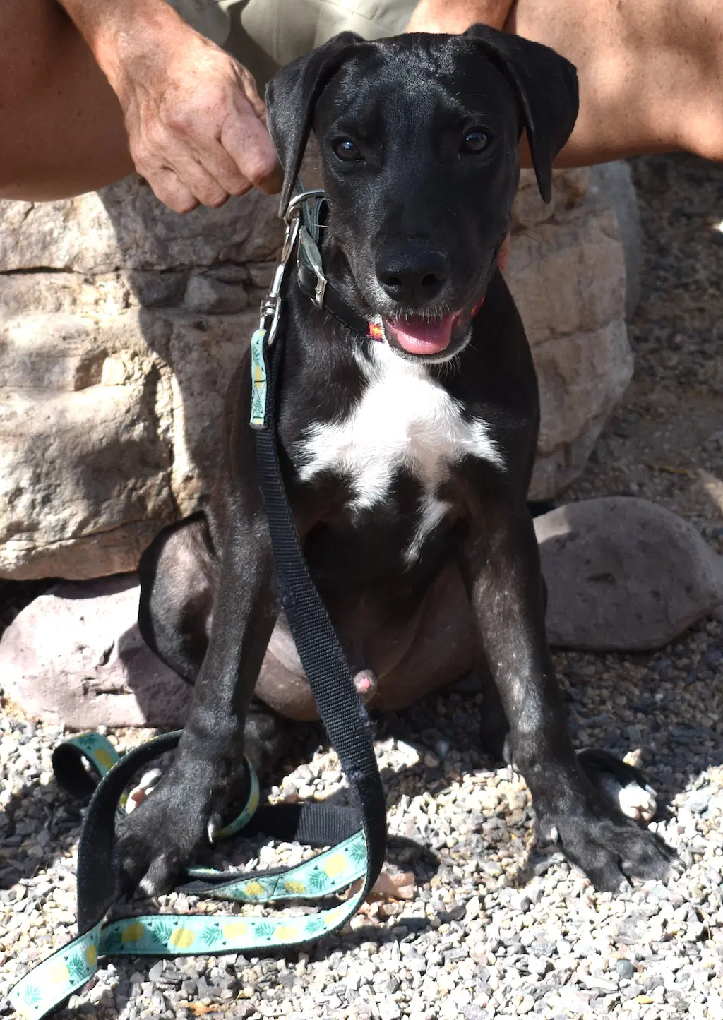 Pancho image 4
