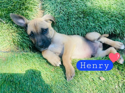 Henry