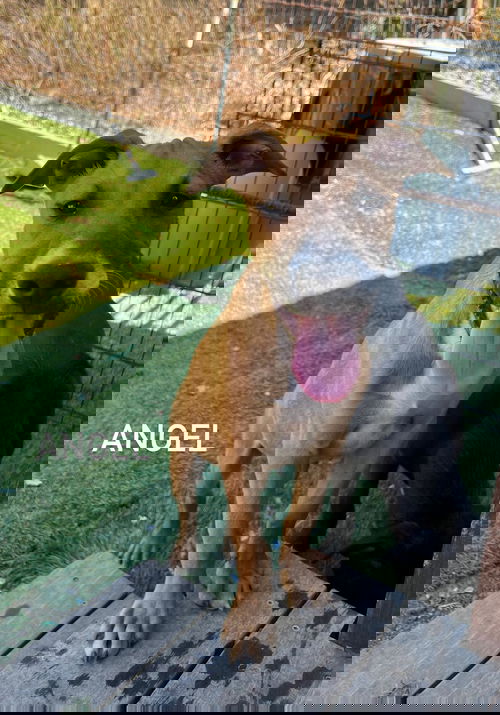 Angel