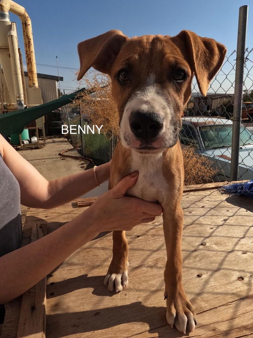 Benny