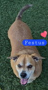 Festus