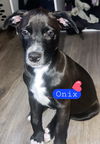 Onix