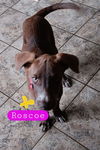 Roscoe