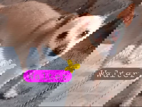 Walter