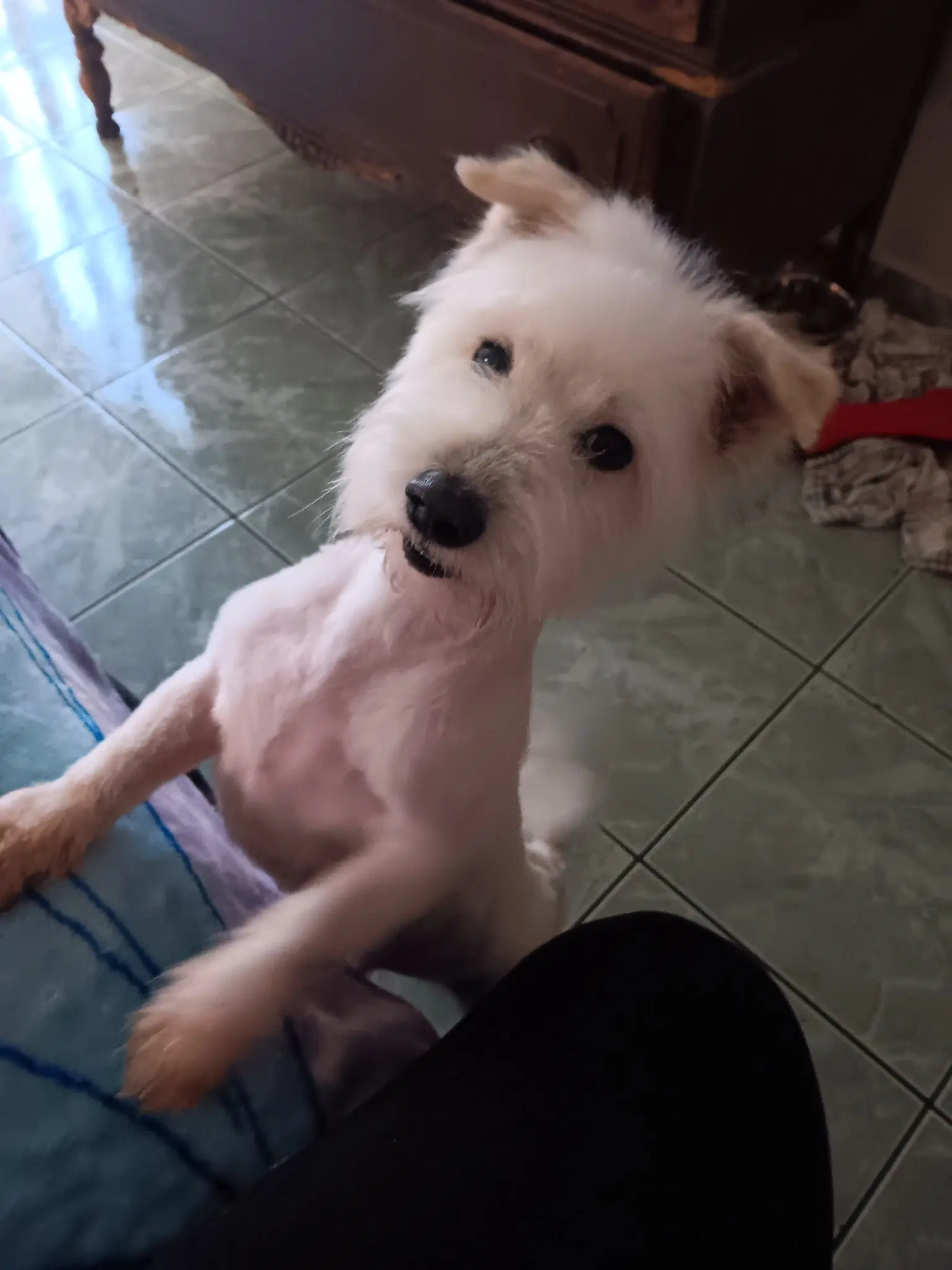 Georgie - Terrier