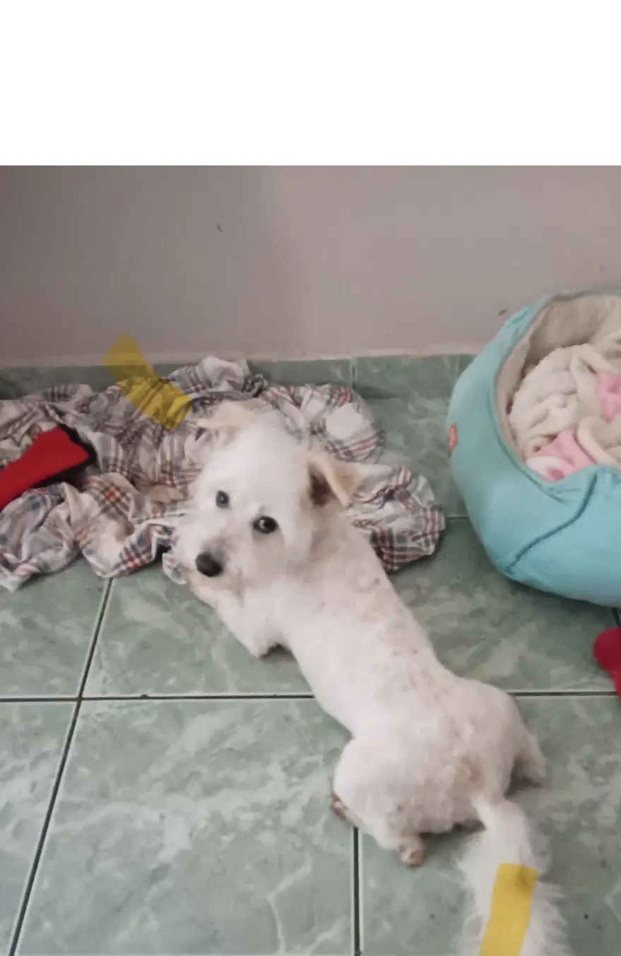 Georgie image 3
