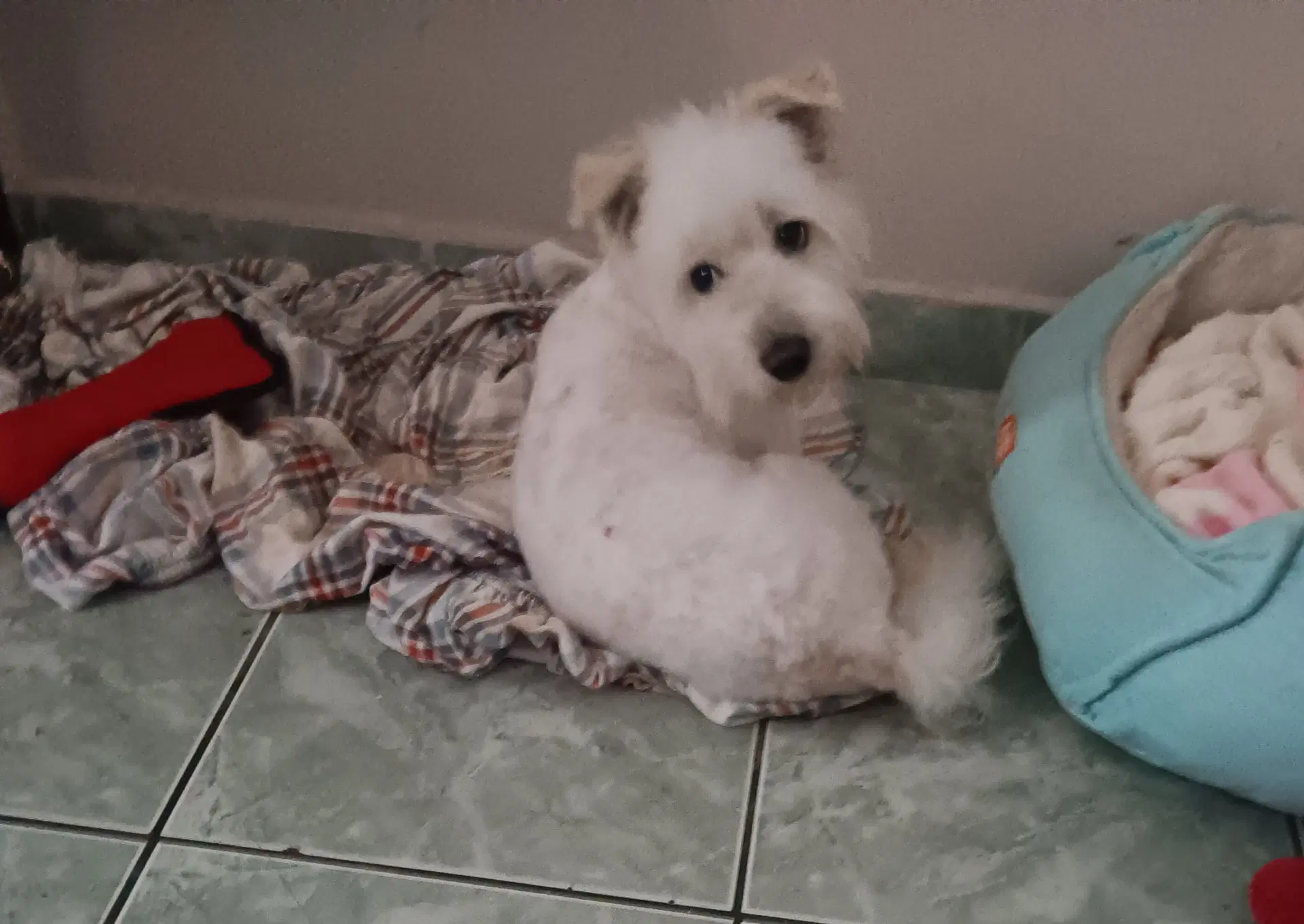 Georgie image 4