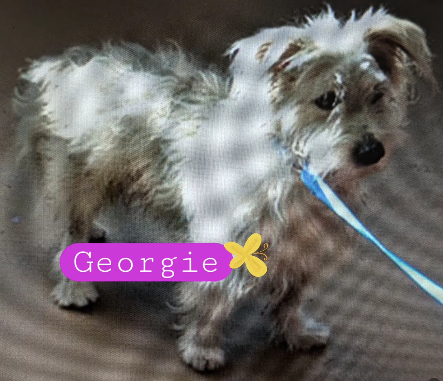 Georgie image 2