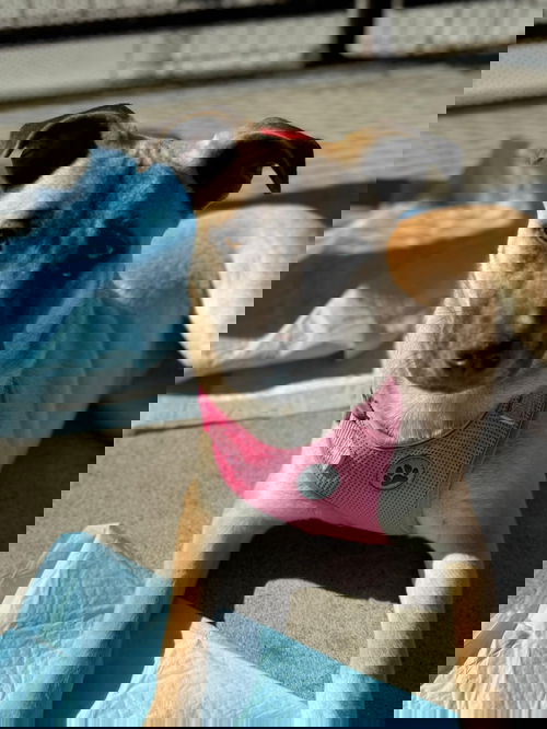 Julia