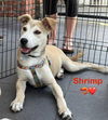 Shrimp