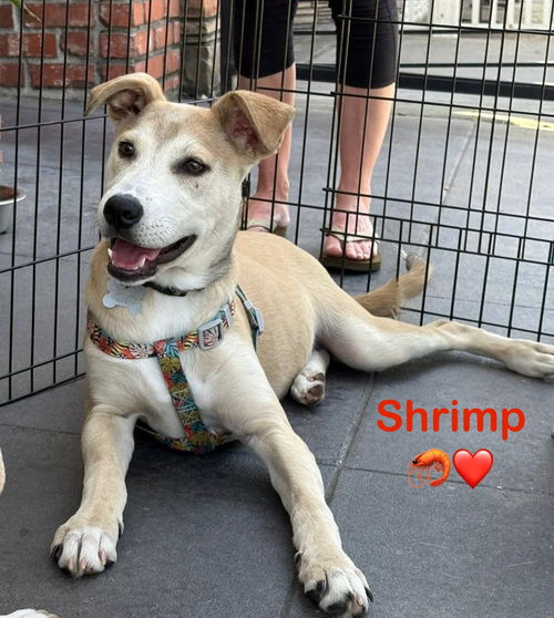 Shrimp