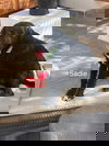 Sadiie