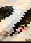 Sadiie