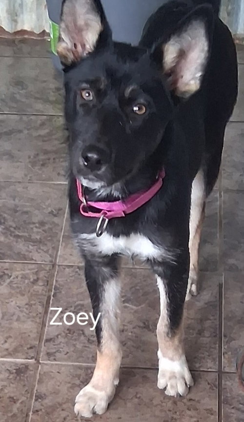 Zoey