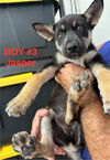 Jasper