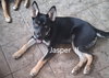 Jasper