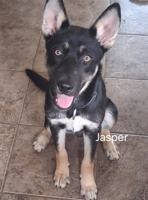 Jasper