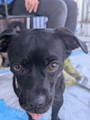 Maggie Mae