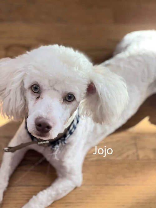 Jojo
