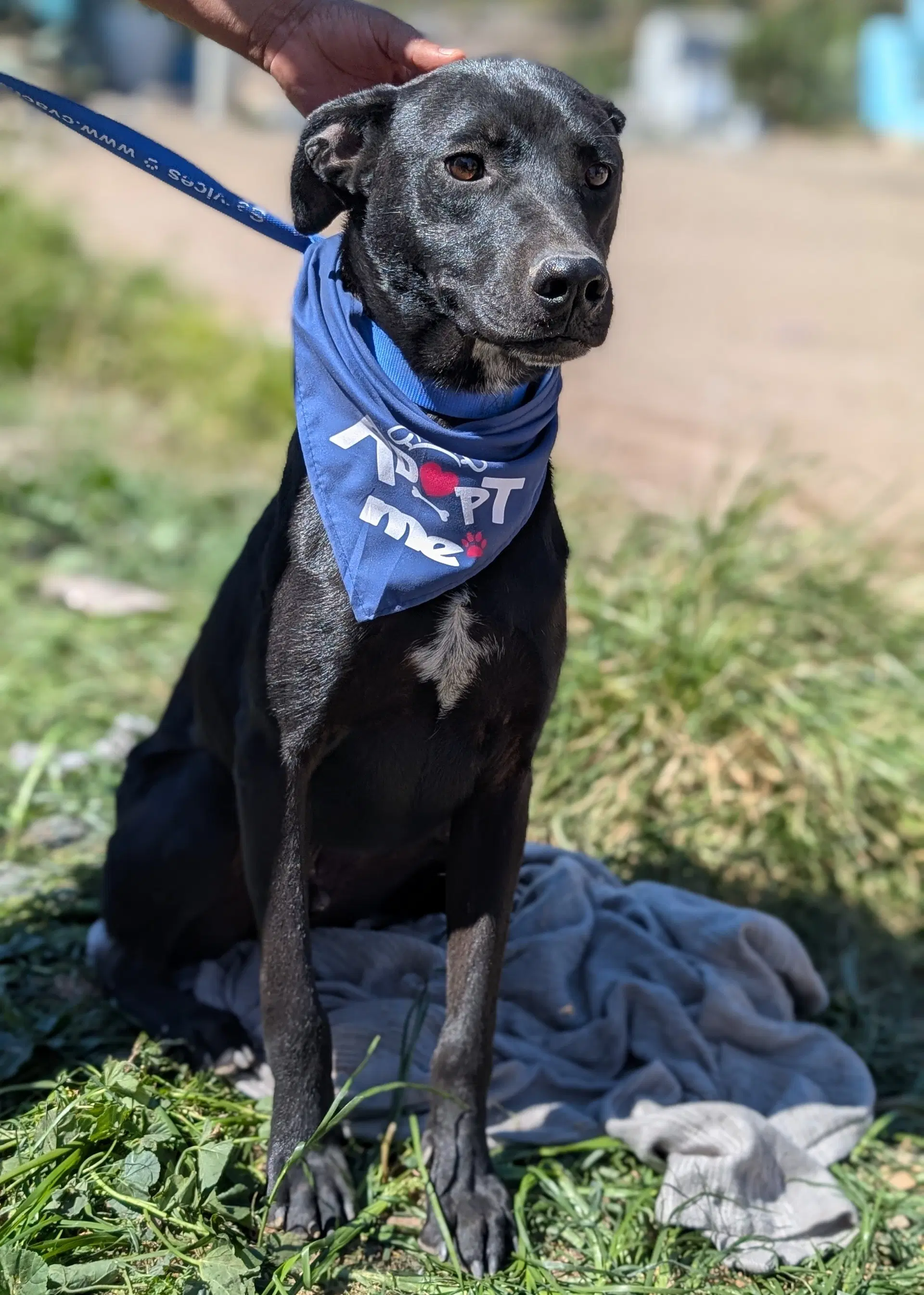 Toby - Labrador Retriever