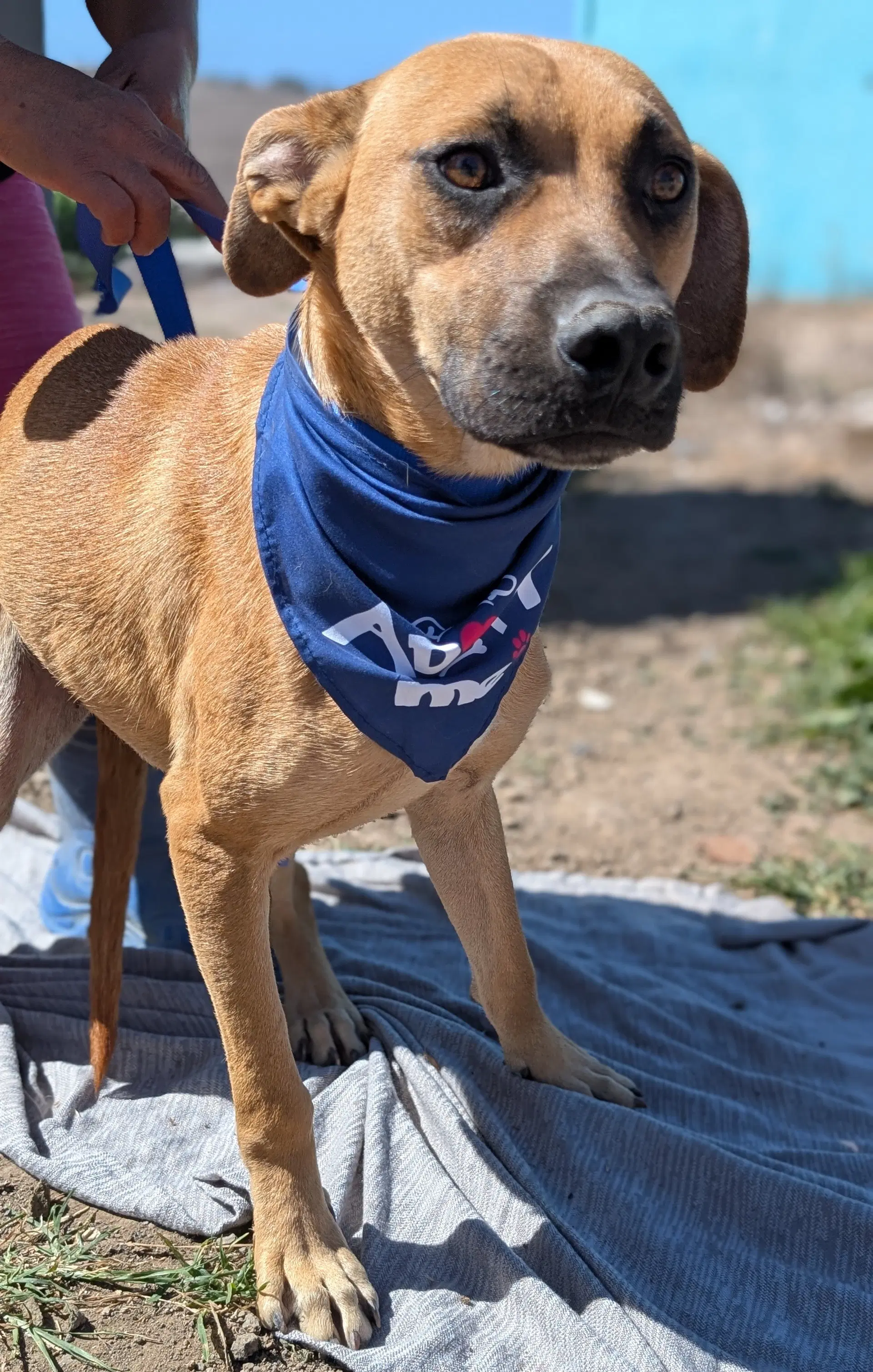 Maverick - Boxer