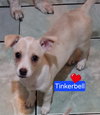 Tinkerbell