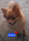 Gracie2