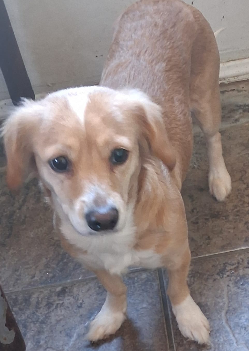 Cassie Image