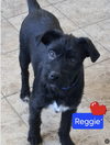 Reggie